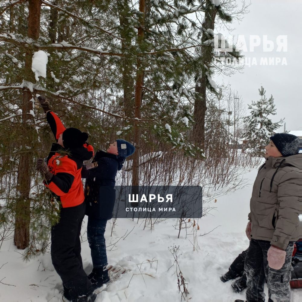 Юные жители Шарьинского района накормили лесных животных — Шарья — фото 1