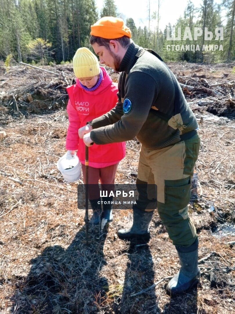 В Шарьинском лесничестве прошла традиционная акция «Сад Памяти» — Шарья — фото 5