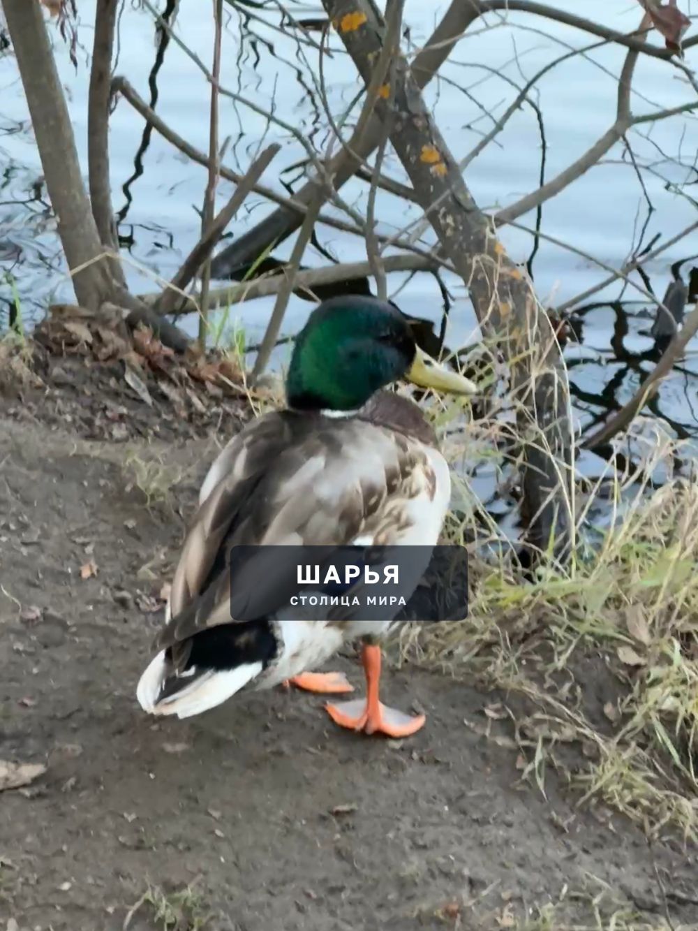 Уже заморозки и лёд, а утки даже не собираются в тёплые края — Шарья — фото 3