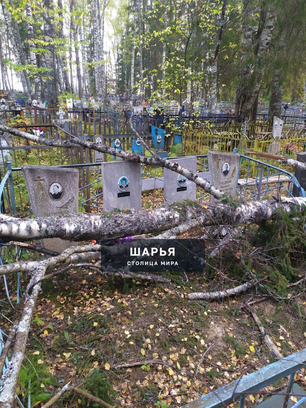 Добрый день жители города Шарья — фото 4