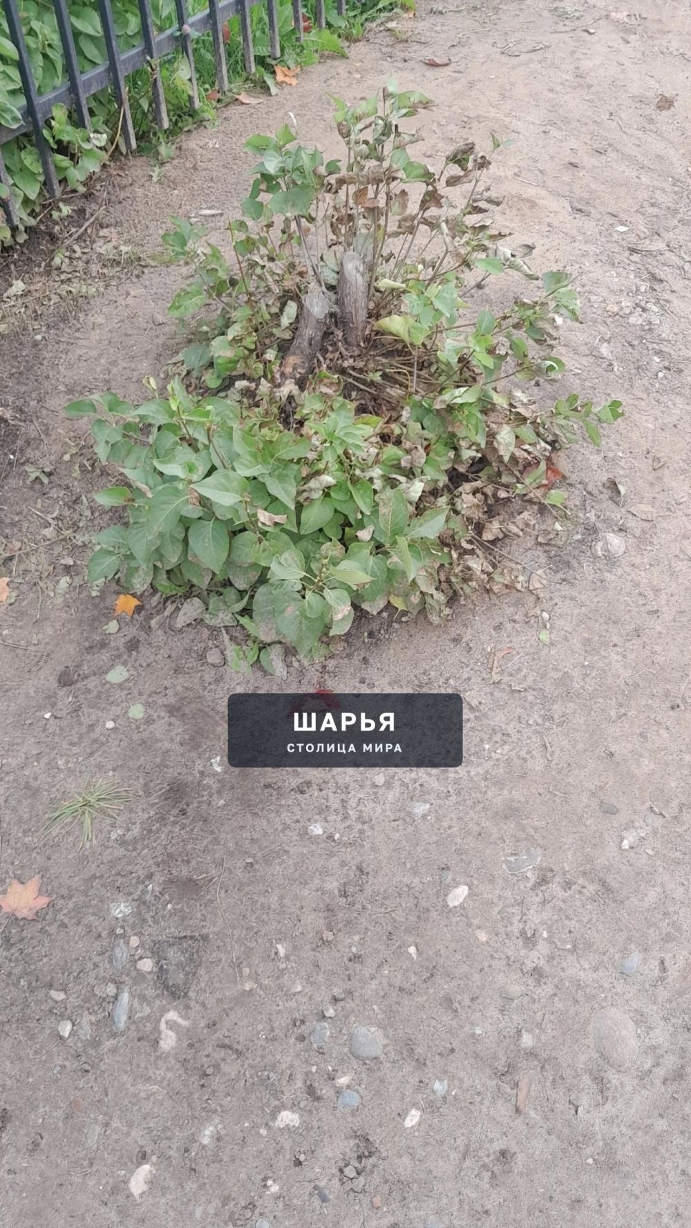 Добрый день. Уважаемая администрация! — Шарья — фото 3