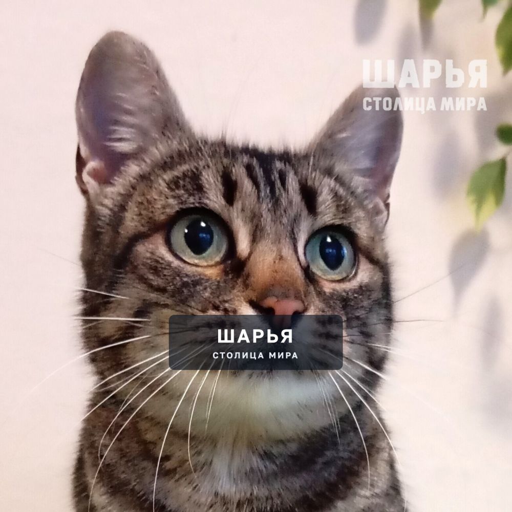 Вот такая тигровая красота в поисках своего человека! — Шарья — фото 5
