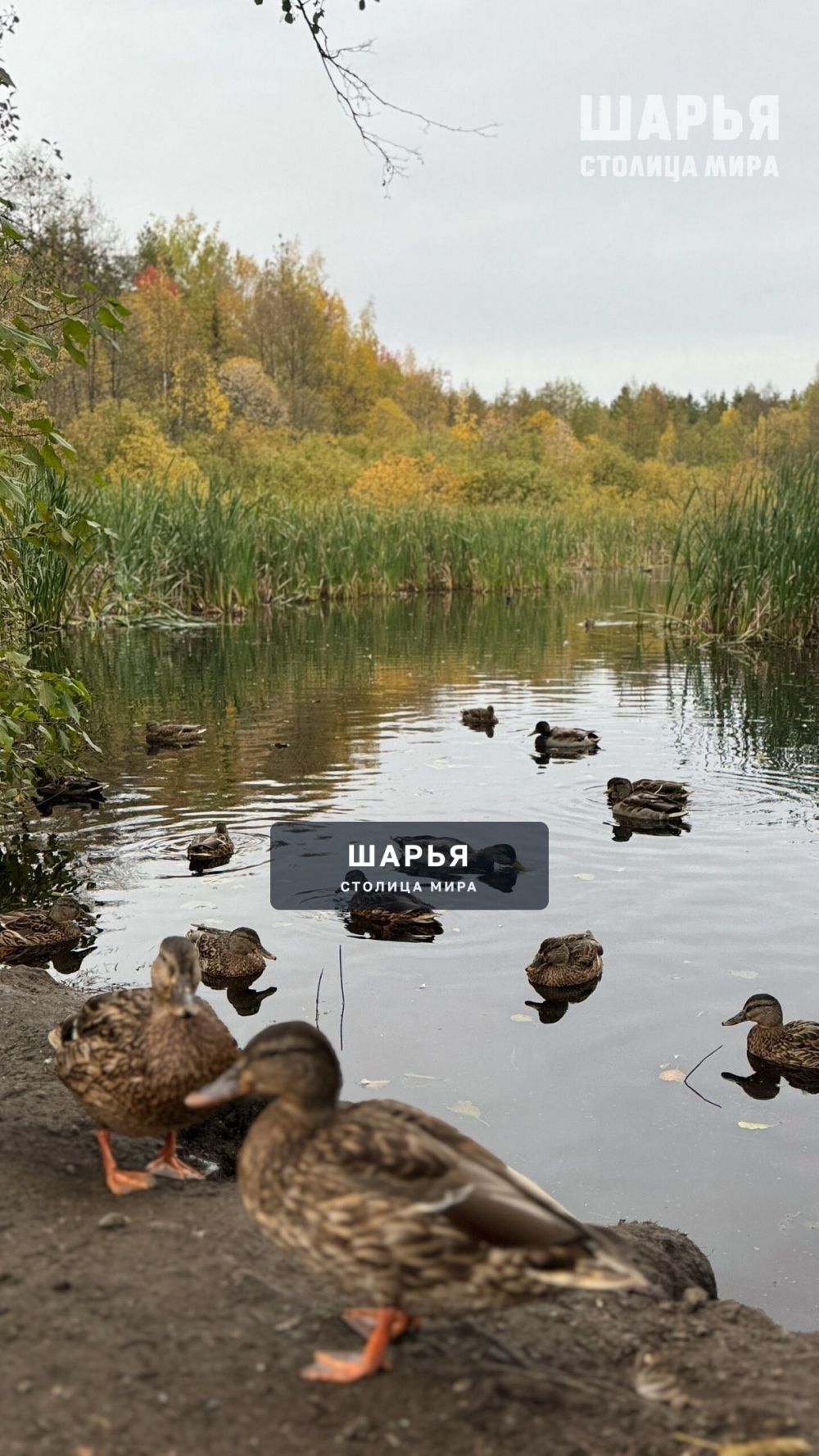 Шарьинские уточки готовы к перелёту — Шарья — фото 9
