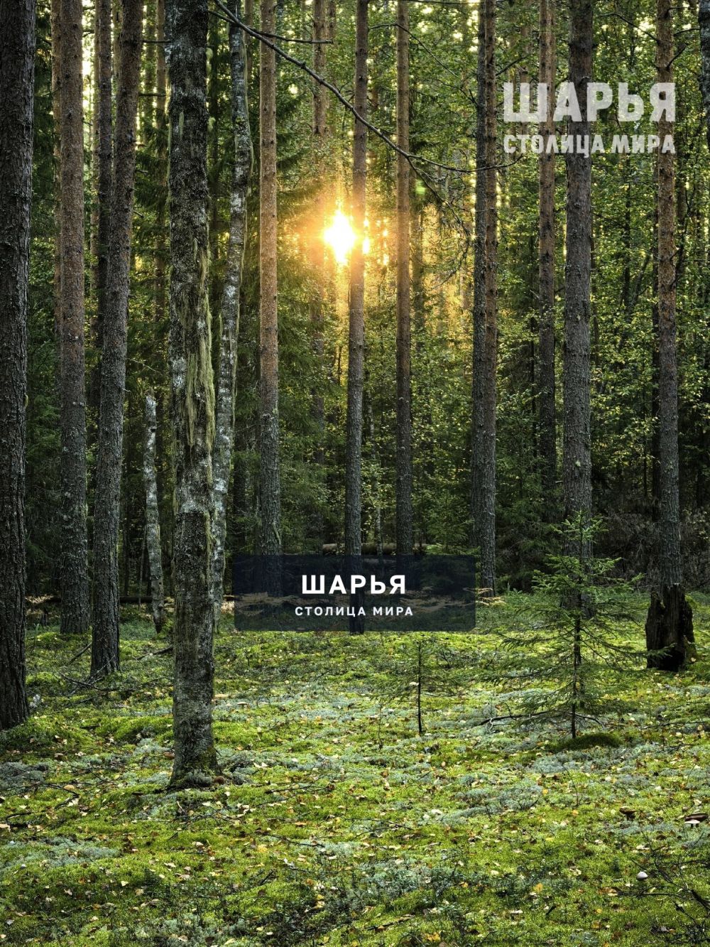 Красивейшие леса.Красный Яр — Шарья — фото 3
