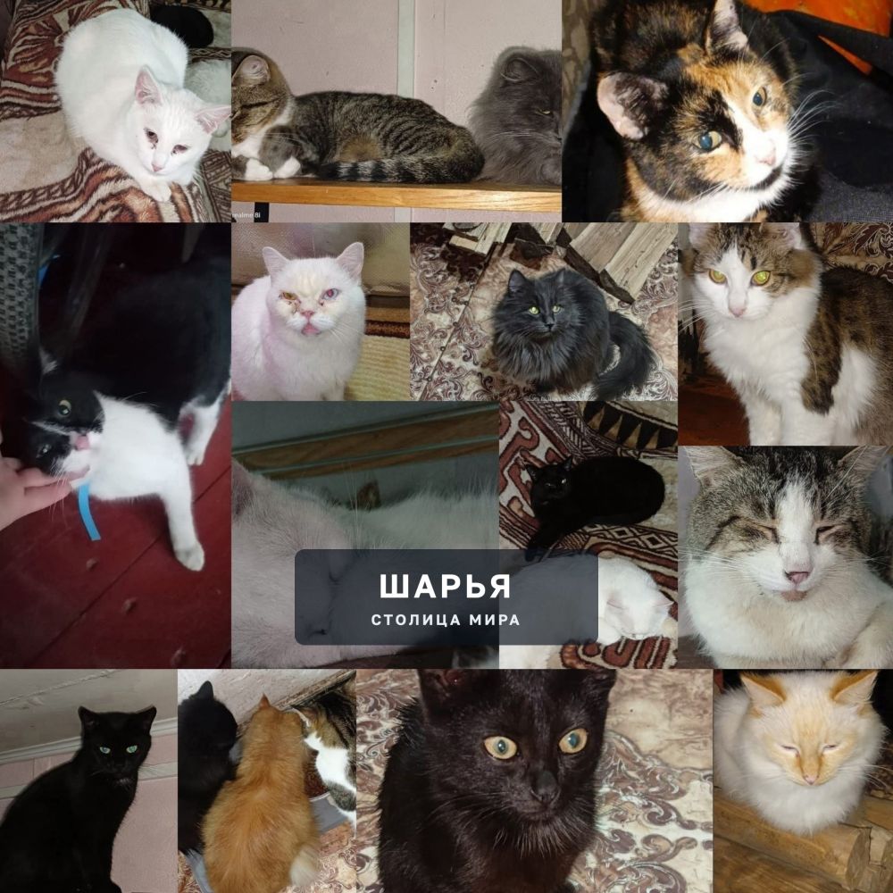 Пристраиваются 13 кошек и 9 собак — Шарья