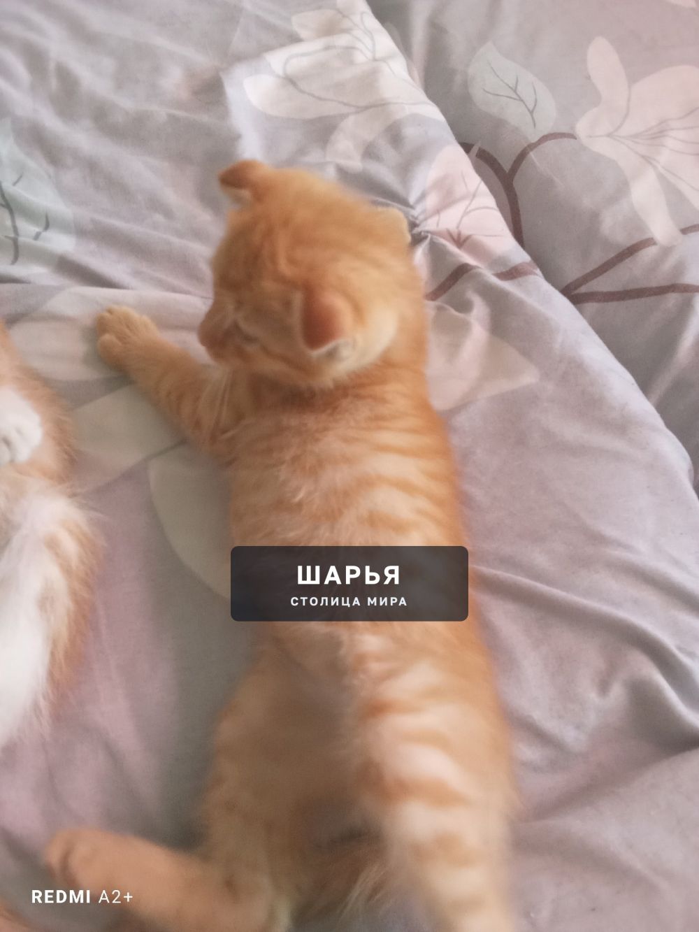 Потерялся котёнок рыжий вислоухий в районе улицы Куйбышева, могли унести дети — Шарья — фото 2