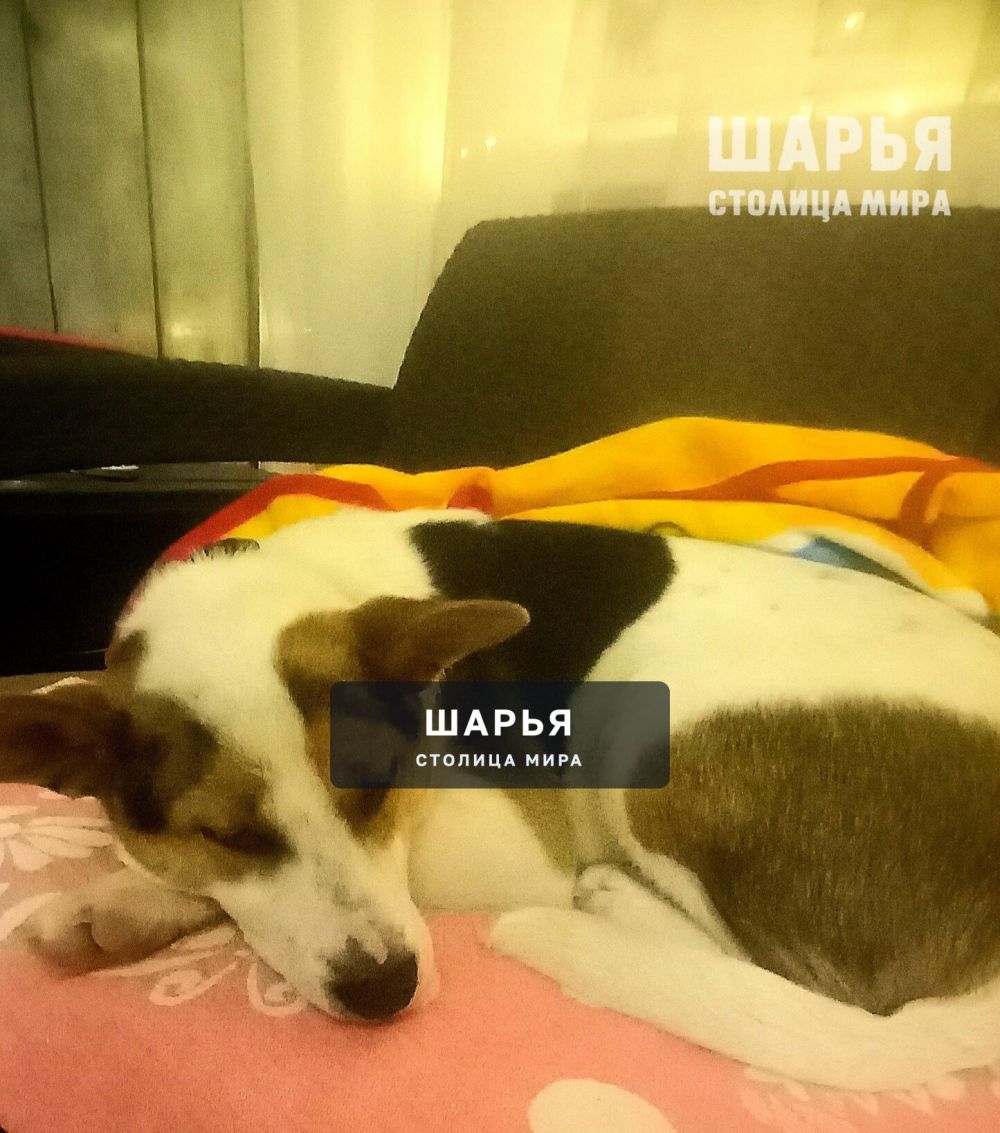 П.Октябрьский..третьи сутки гуляет один пёсель в ошейнике...голодный,холодный — Шарья