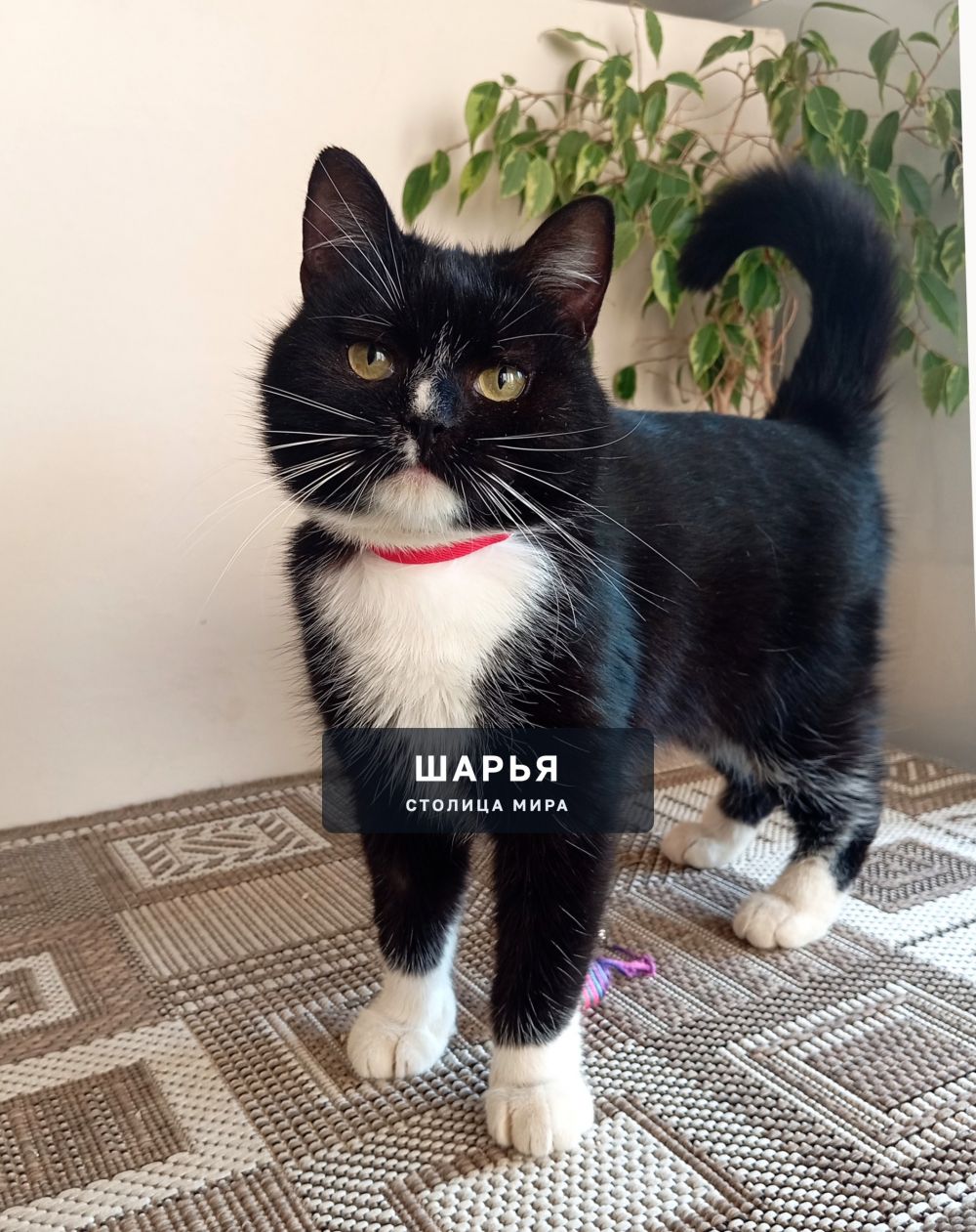 Молодой обаятельный котик Марик в активном поиске надежного хозяина! — Шарья — фото 2