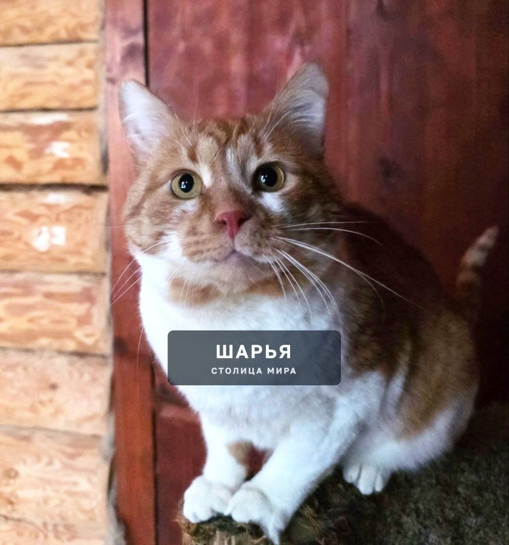 Кот Рыженос в поисках хорошего хозяина! — Шарья — фото 3