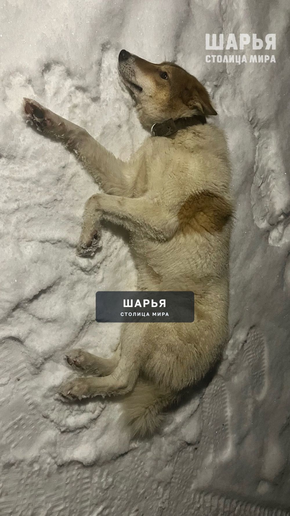 ‼‼‼ХОЗЯЕВА ОТЗОВИТЕСЬ ‼‼‼ — Шарья