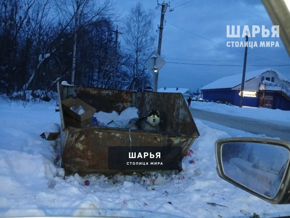 Чей кобель бегает? Уже дня три точно — Шарья
