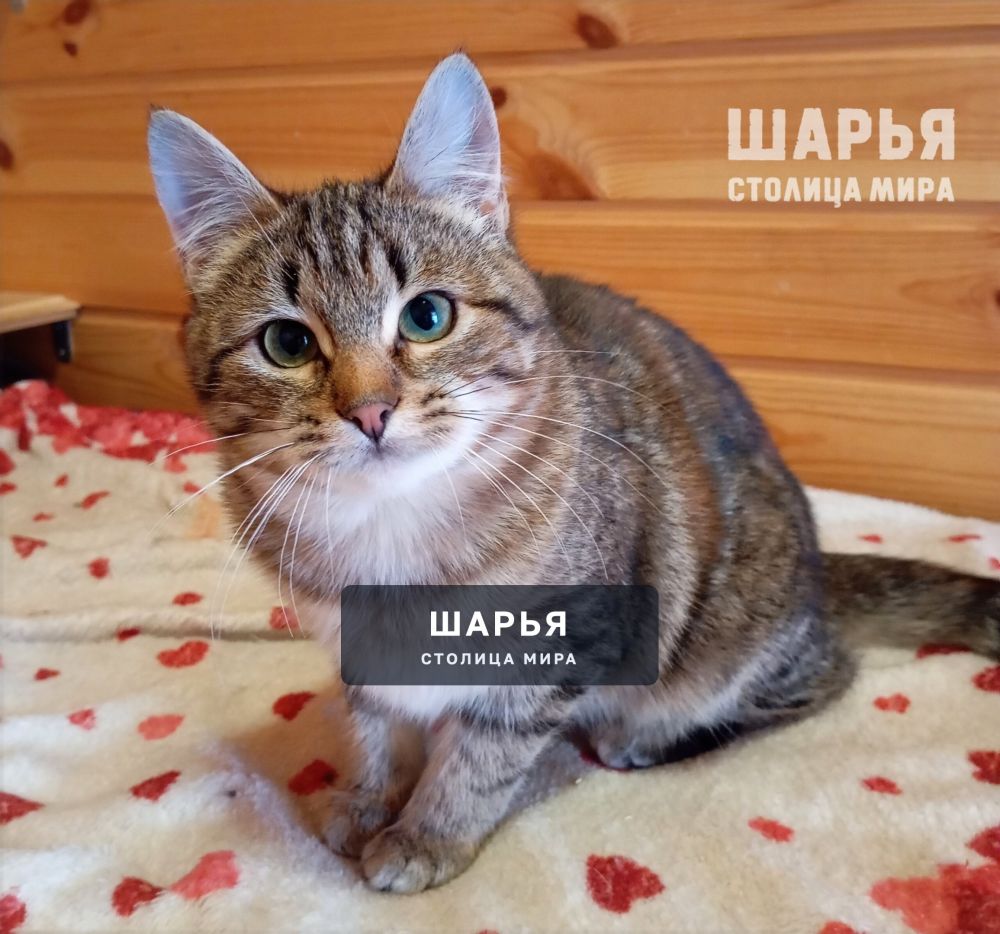 Молодая кошечка Лизонька — Шарья — фото 3