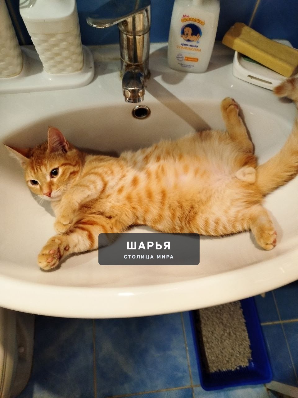 28.06 из дома убежал рыжий котик, зовут Бодя — Шарья