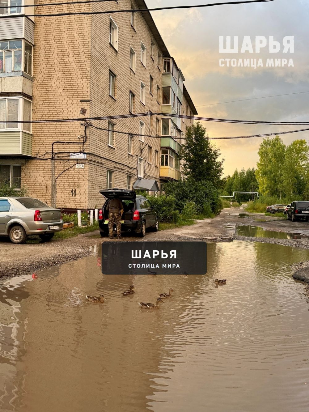 Утки во всех лужах города — Шарья