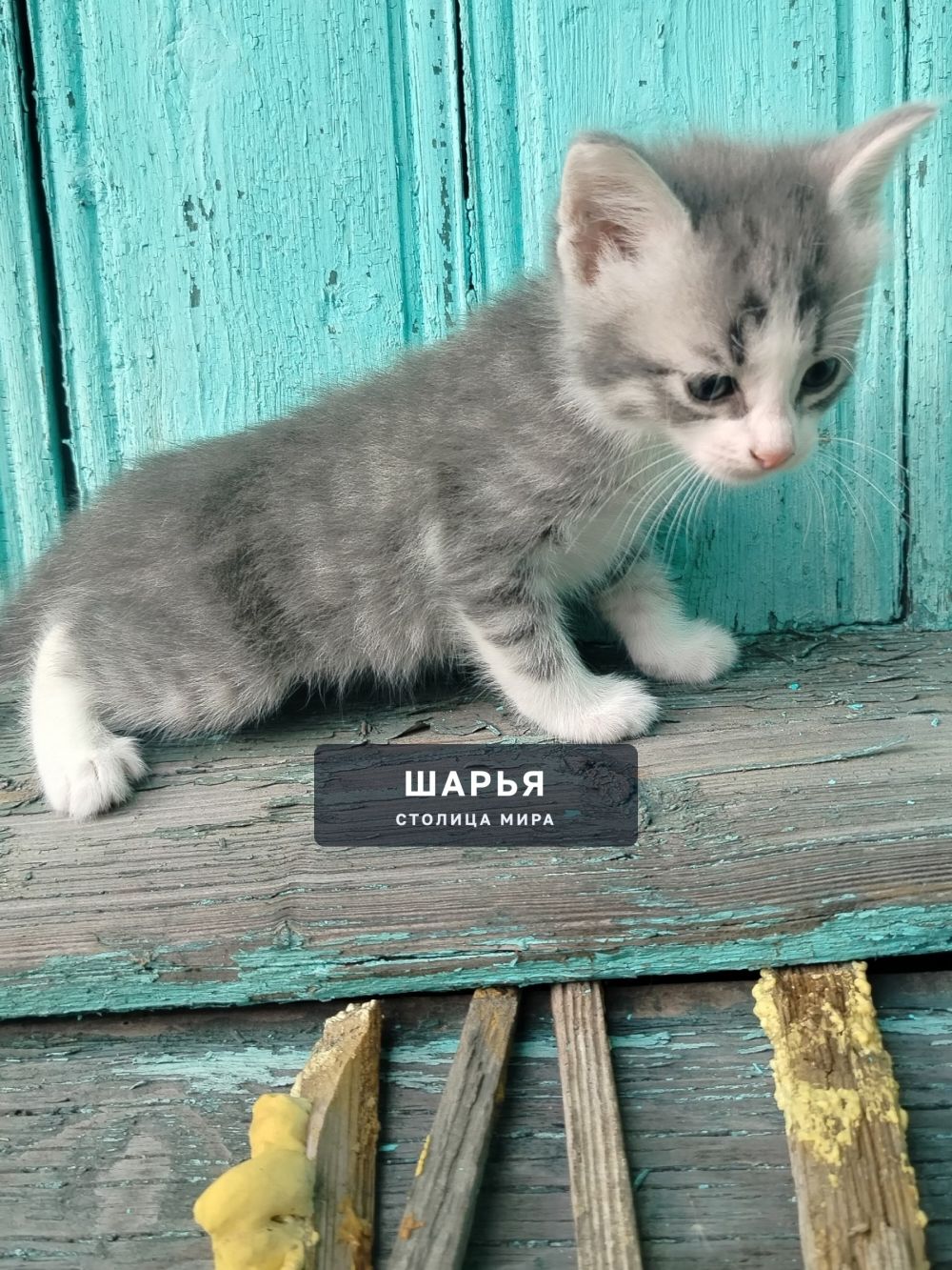 Котята в добрые руки — Шарья — фото 2