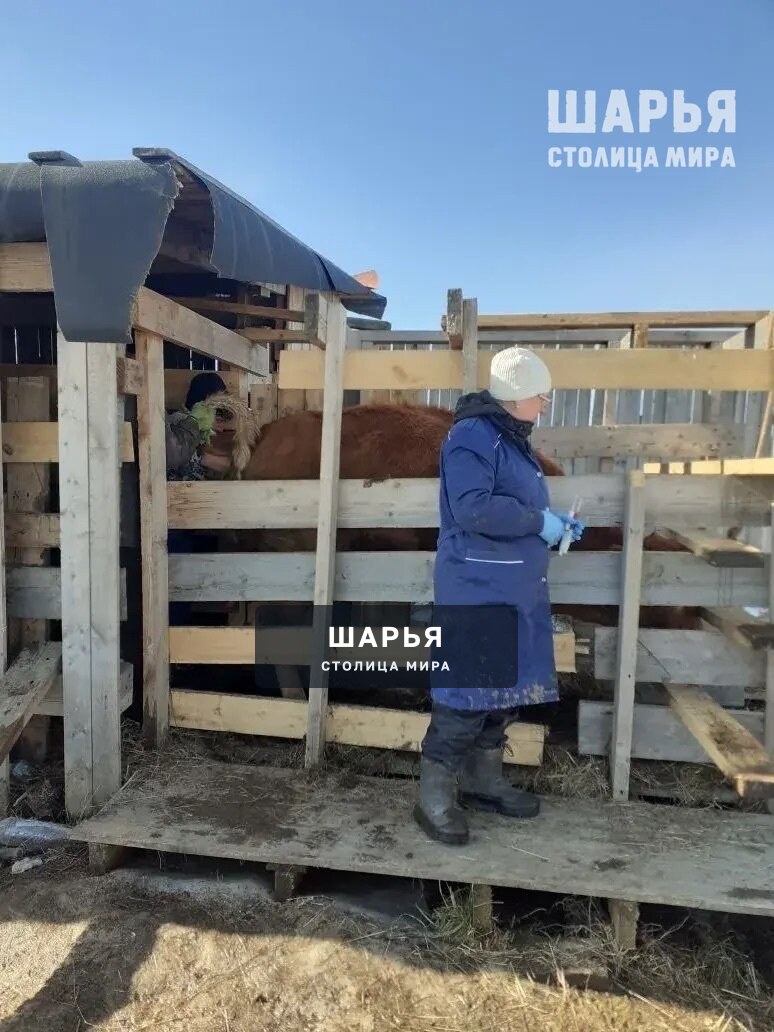 Ветеринары проверяют животноводство Шарьинского района — Шарья — фото 3