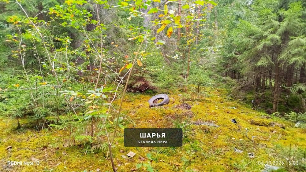 Очередная нычка от двуногих поросят была найдена в лесу — Шарья — фото 6