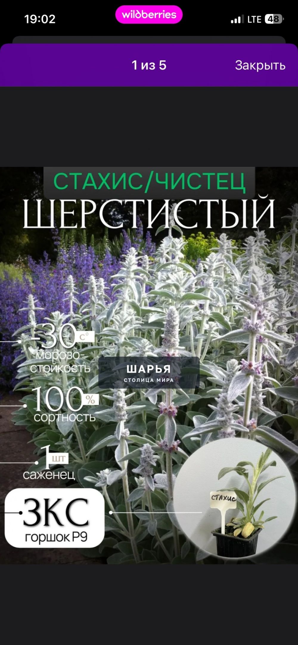 Отдам бесплатно маргаритки,стахис шерстистый,колокольчик.Есть саженцы фундука — Шарья — фото 2