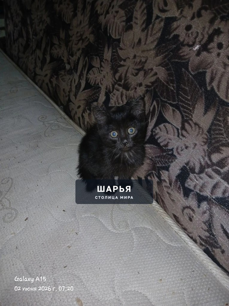 Пристраиваются Котята в добрые руки — Шарья — фото 4