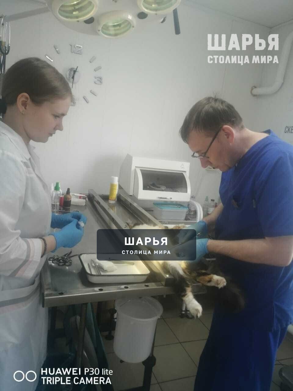 В государственную ветклинику Шарьи ждут пополнение — Шарья