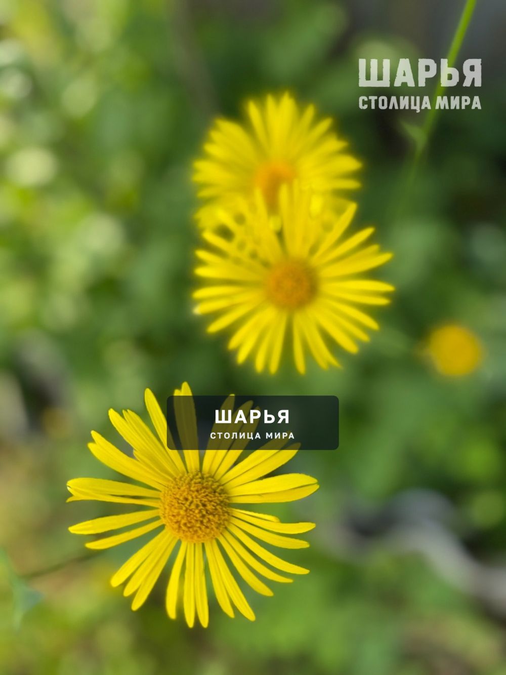 Цветы лета в ленту — Шарья — фото 6
