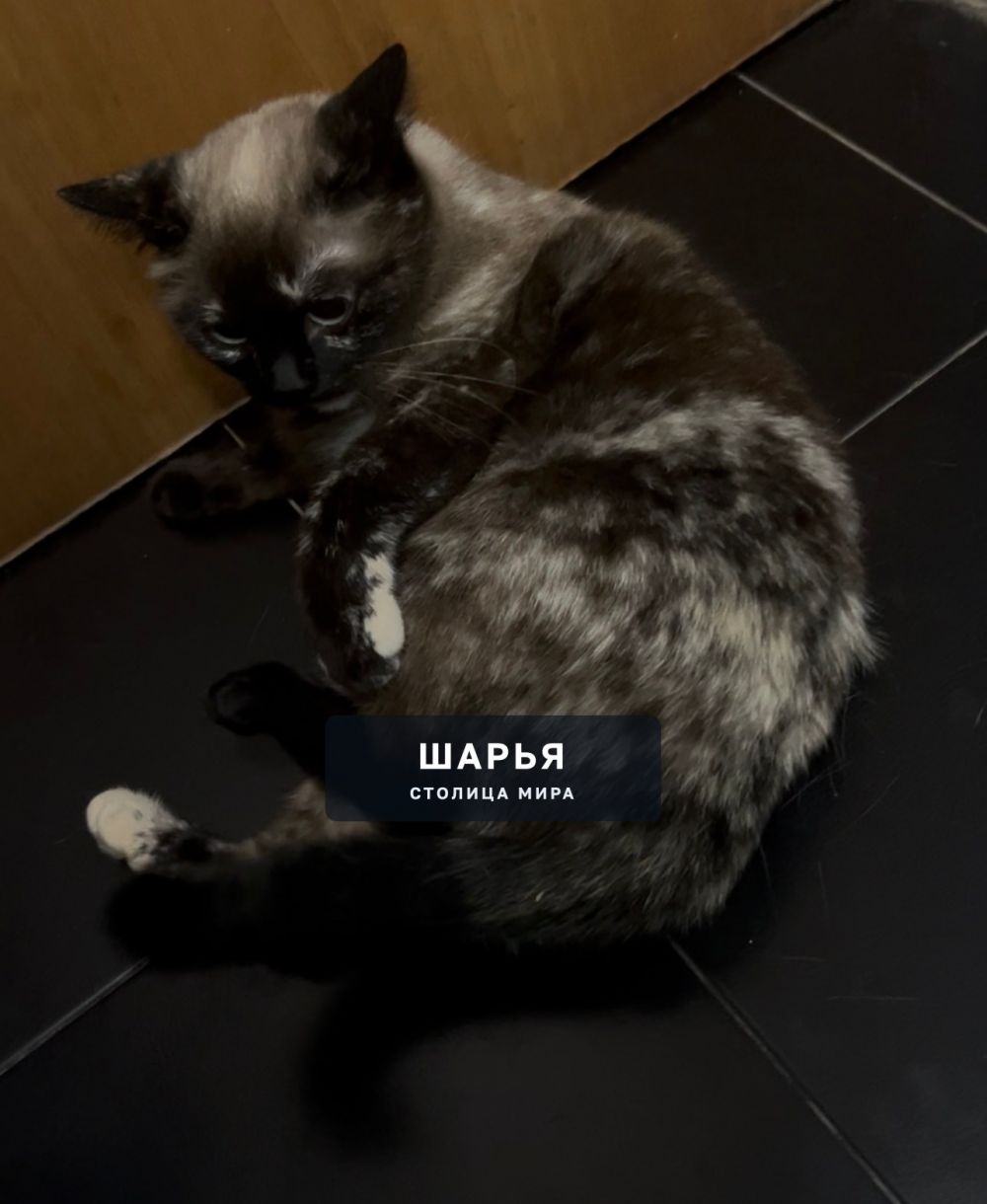 ПОТЕРЯЛАСЬ КОШКА — Шарья — фото 4