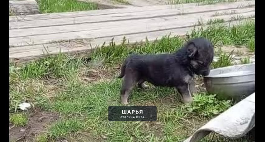 Отдам в ответственные ручки щенка мальчика — Шарья
