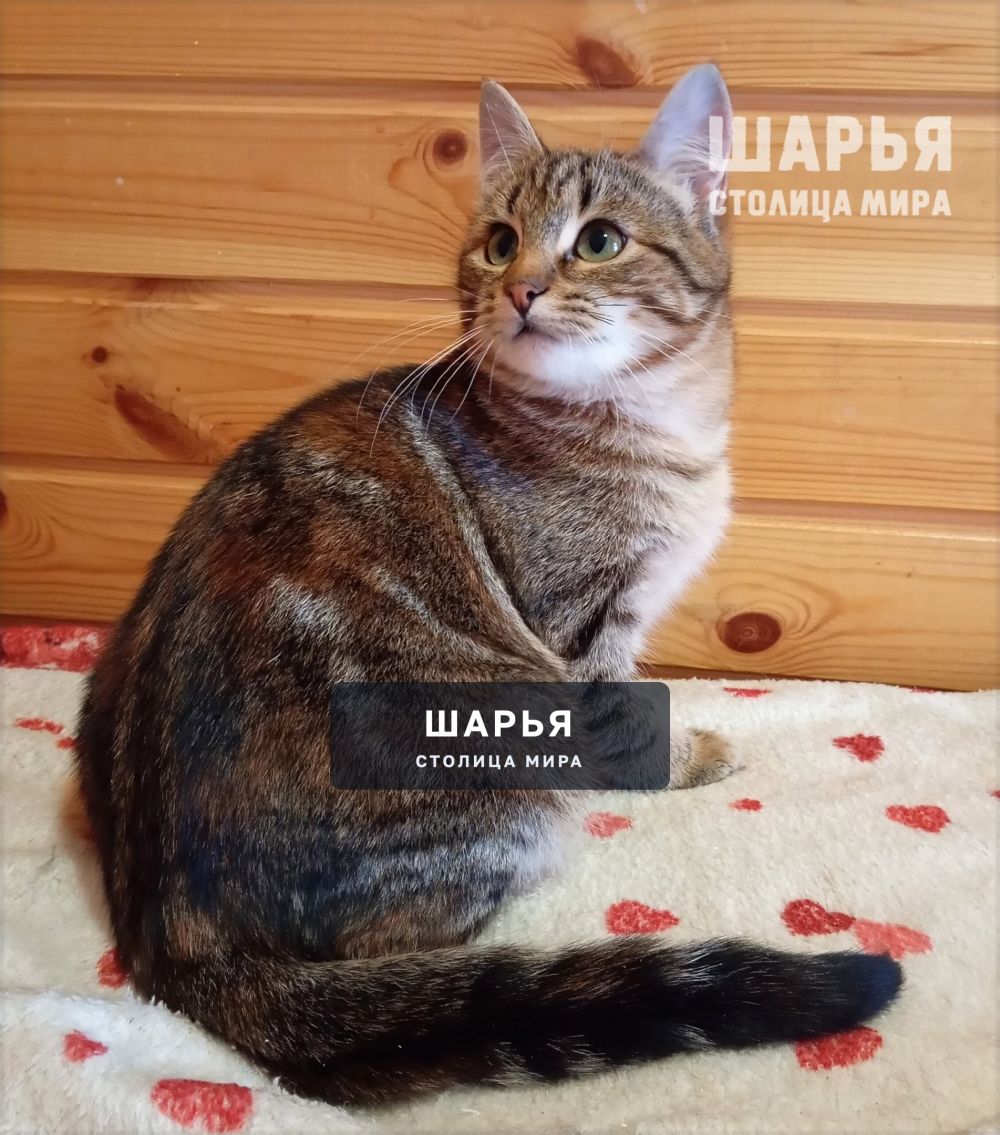 Молодая кошечка Лизонька — Шарья — фото 4