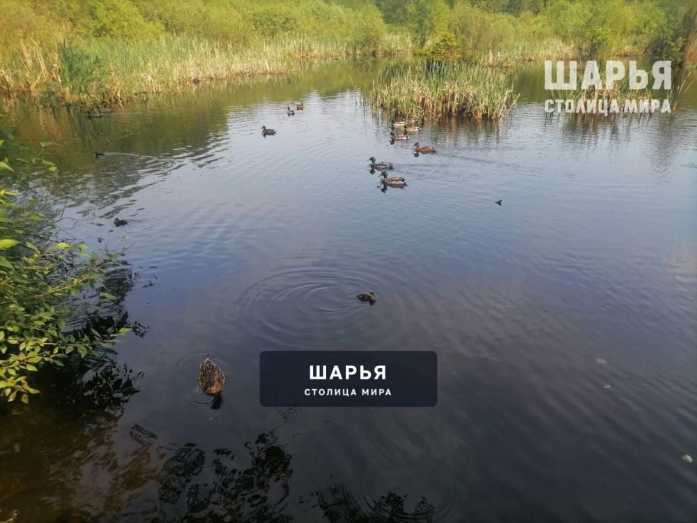 Шарьинский "утиный" пруд оживает — Шарья — фото 5