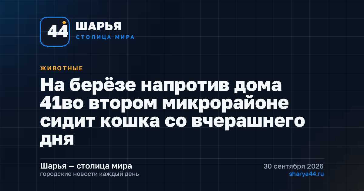На берёзе напротив дома 41во втором микрорайоне сидит кошка со вчерашнего дня — Шарья