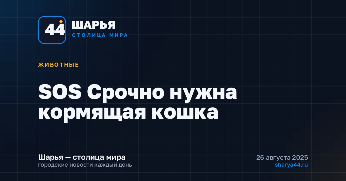 SOS Срочно нужна кормящая кошка — Шарья