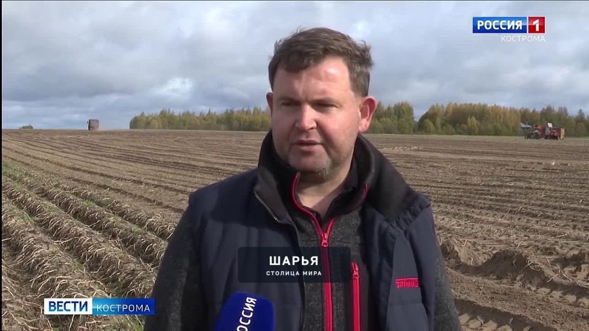 В Костромской области завершается уборка картофеля — Шарья