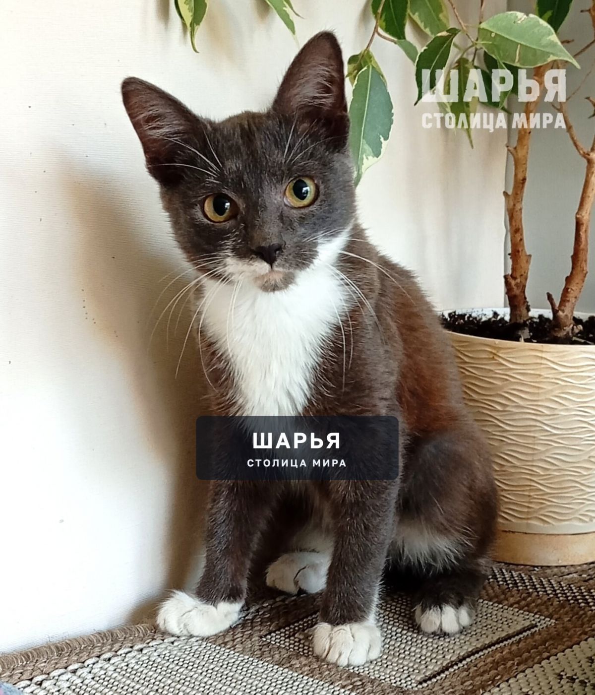 Знакомьтесь, котенок Фауст! — Шарья