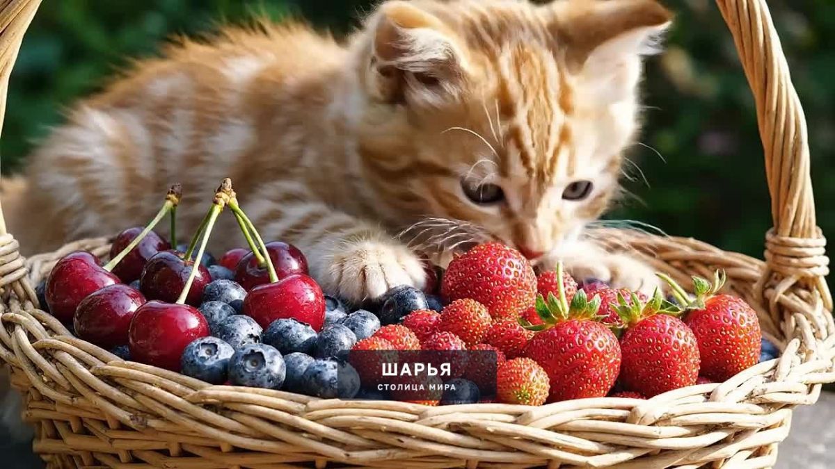 Роспотребнадзор дает рекомендации – как получить от плодов пользу и не навредить здоровью — Шарья