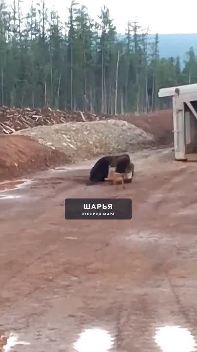 Медведи уже в Костроме судиславский район — Шарья