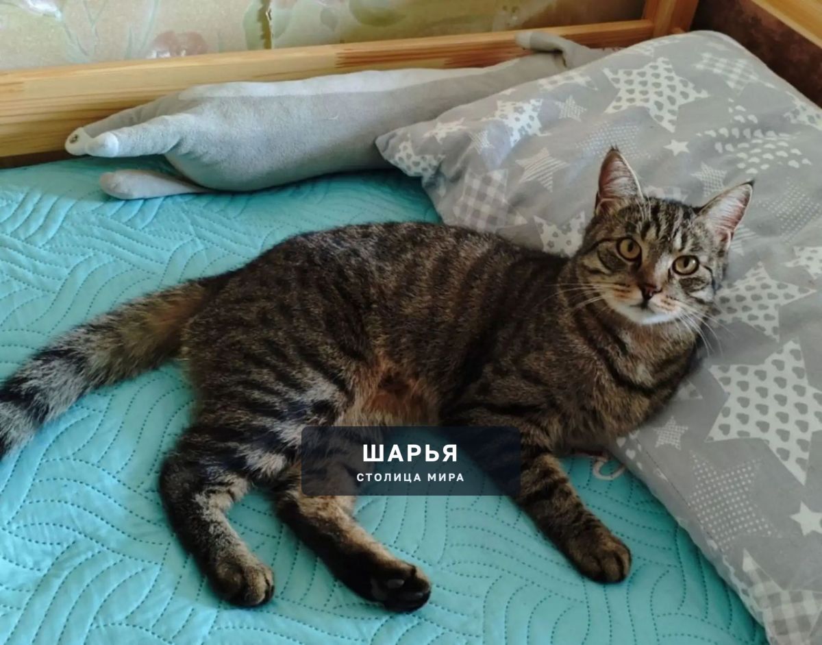 Пропал кот по кличке Тимошка — Шарья