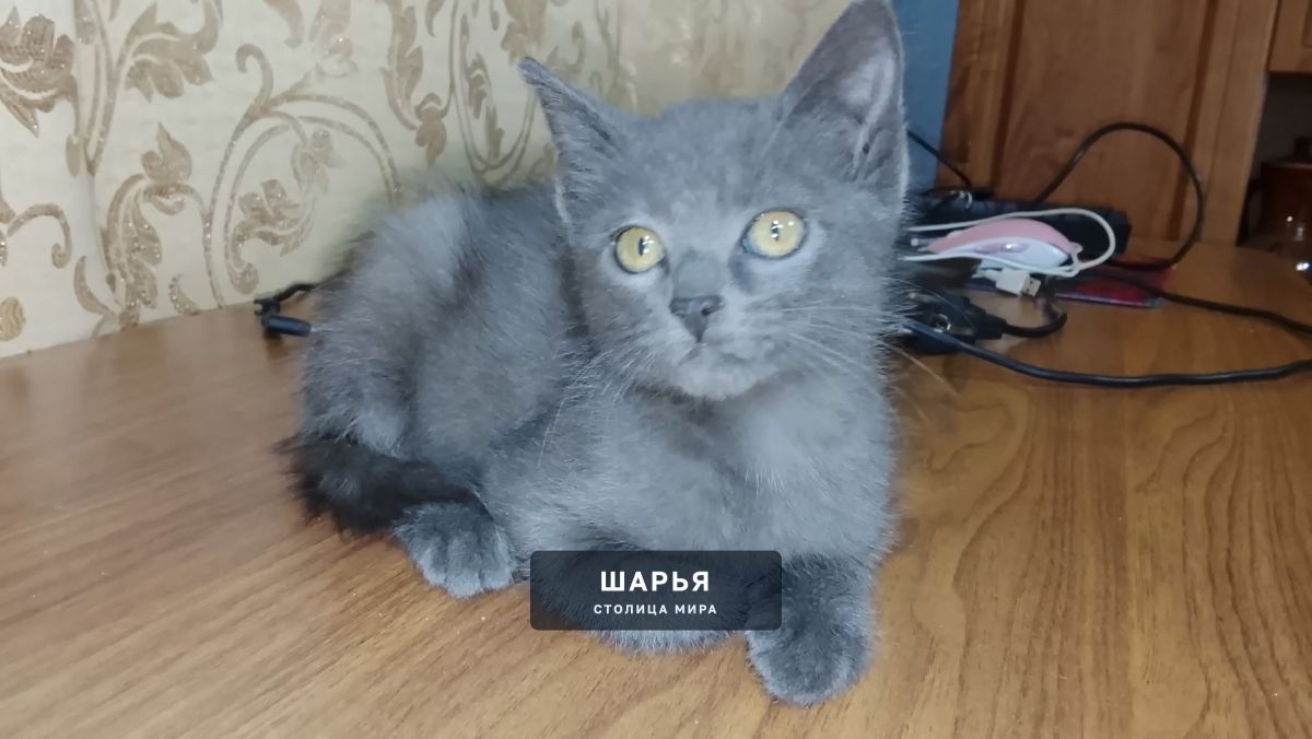 Нашел бездомного котенка, возже жд путей — Шарья