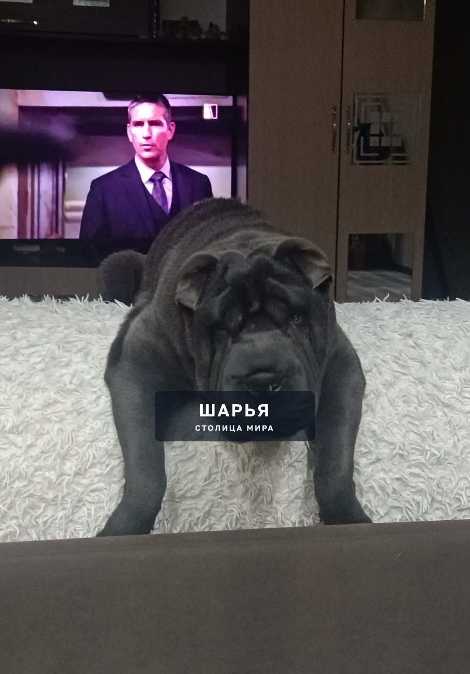 Помогите найти собаку — Шарья