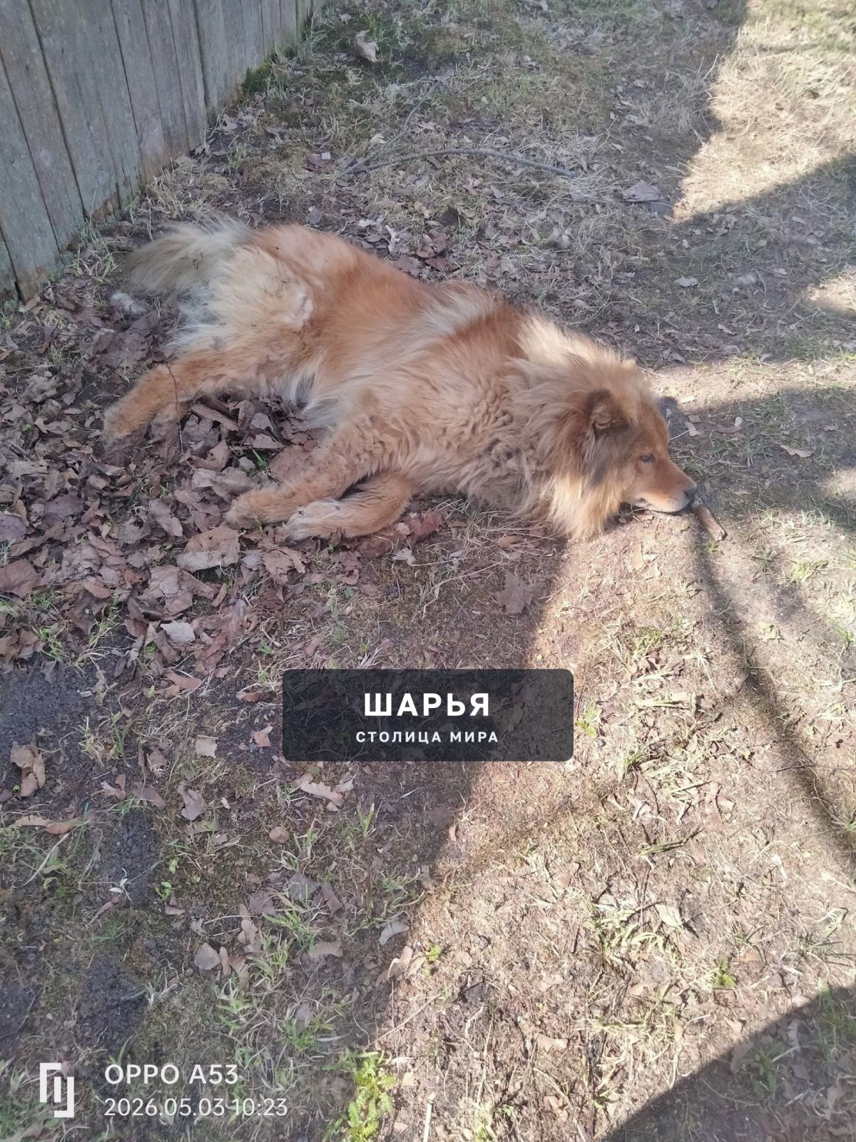 Собачка лежит по дороге к Аленушкиному озеру.не встаёт — Шарья