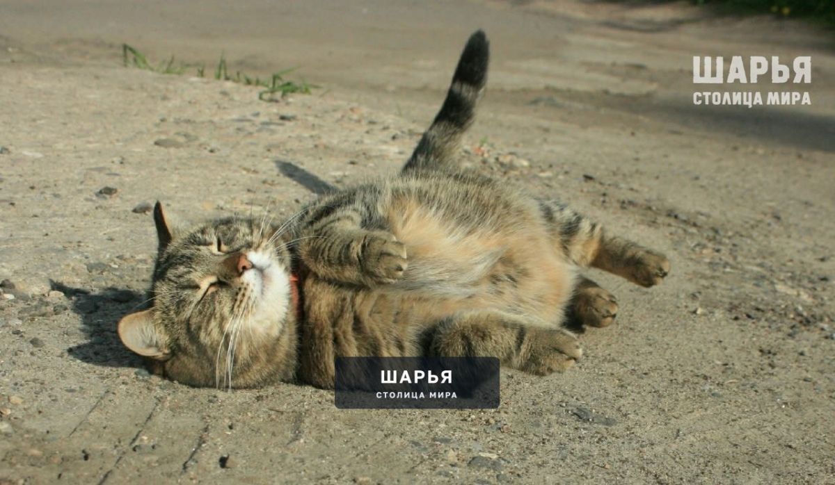 До конца мая установится аномальная для этого времени жара — Шарья