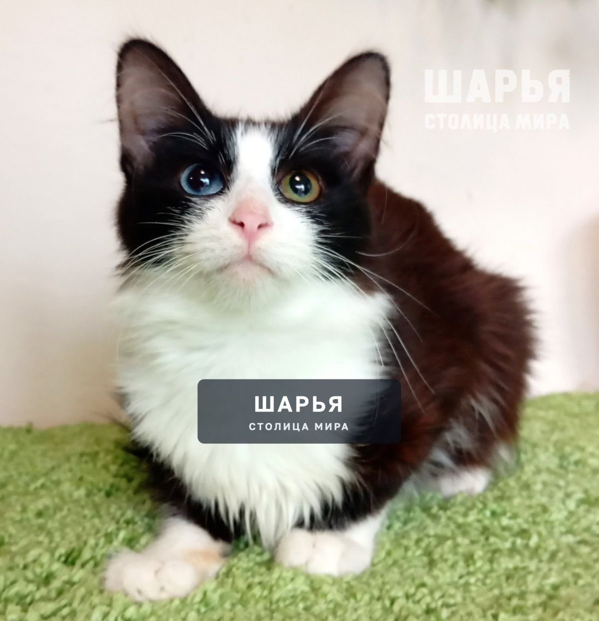 Знакомьтесь, красавчик Висмут! — Шарья