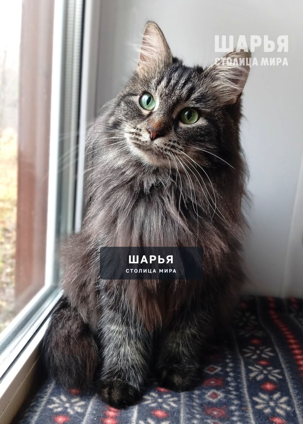 Кошечка Шура. Фенотип сибирской породы — Шарья