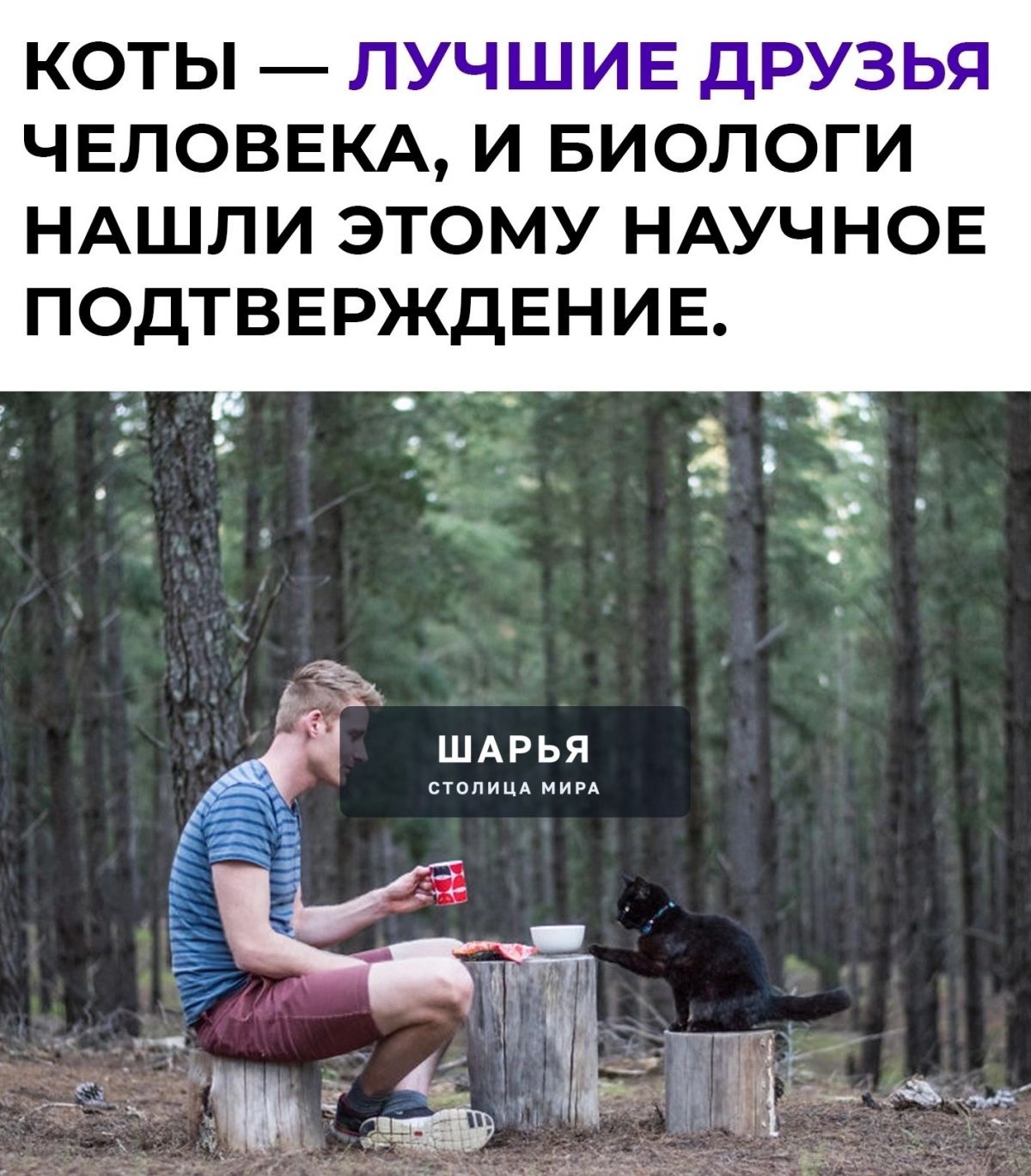 За эмоциональную связь между котом и человеком отвечает окситоцин — «гормон любви» — Шарья