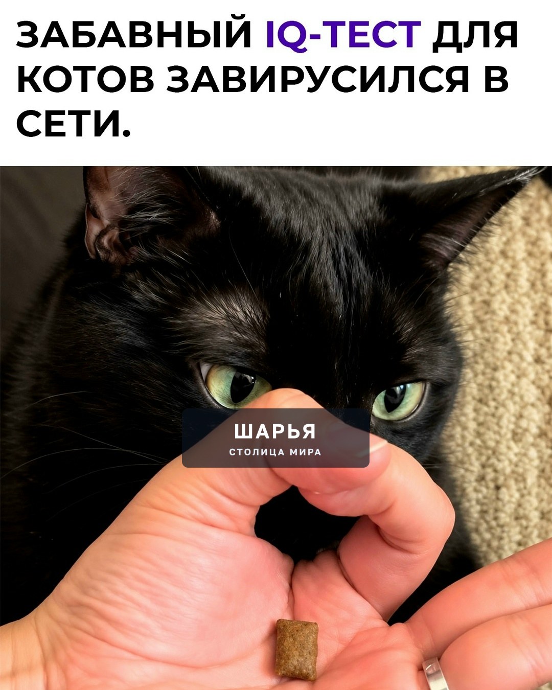Суть простая: кладёшь вкусняшку на ладонь, складываешь пальцы в жест «ОК» и смотришь, как кот… — Шарья