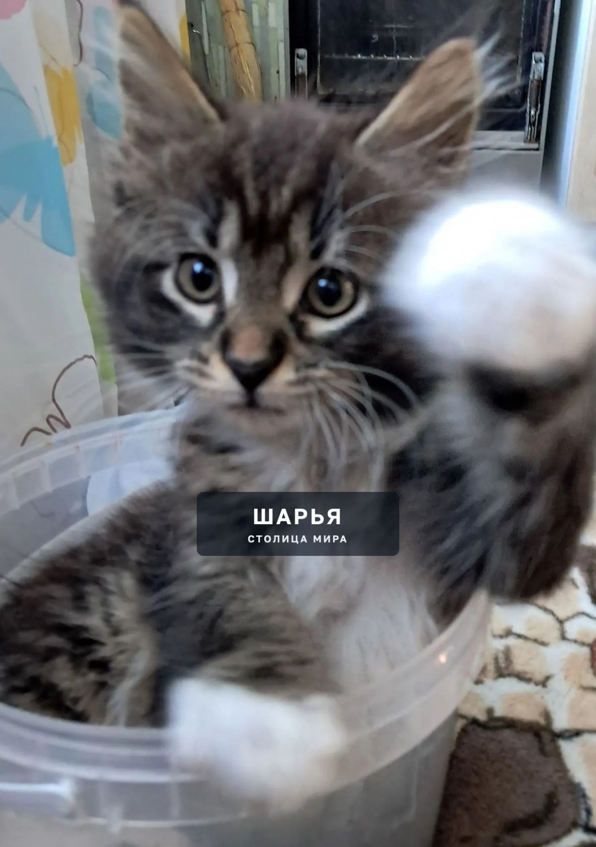 Пропала кошка на улице Чапаева, в районе детского сада №1 — Шарья