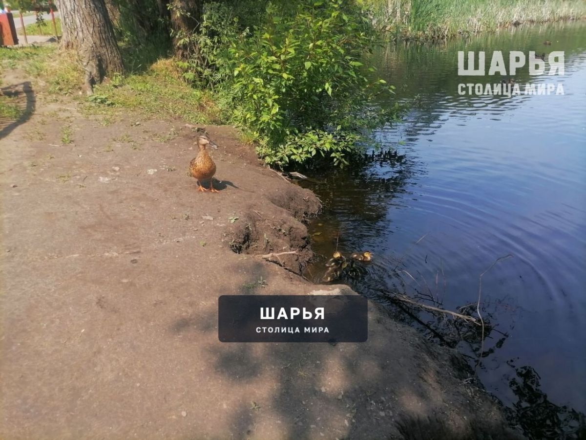 Шарьинский "утиный" пруд оживает — Шарья