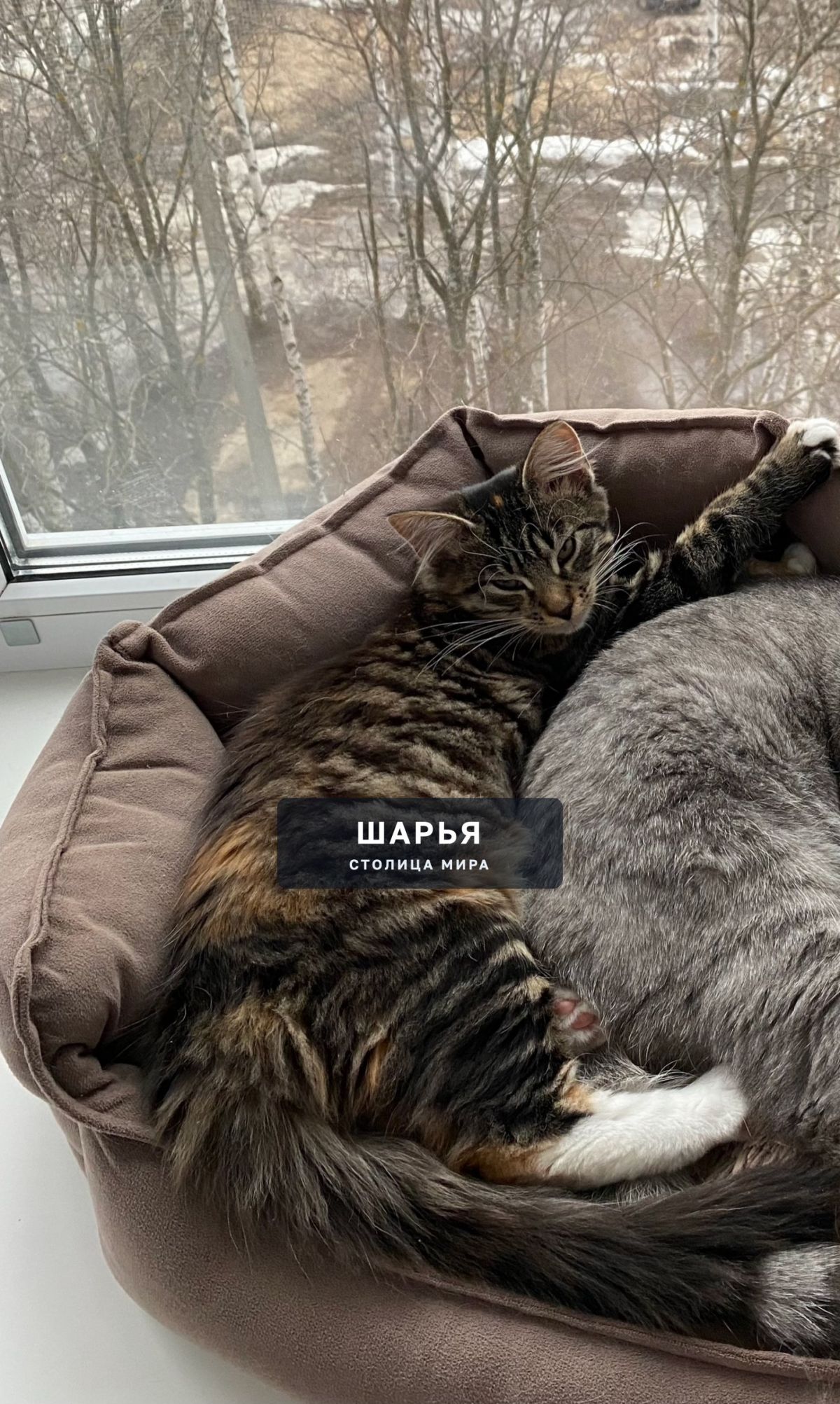 30 мая из квартиры выбежал котенок породы Мейн-Кун (девочка) — Шарья
