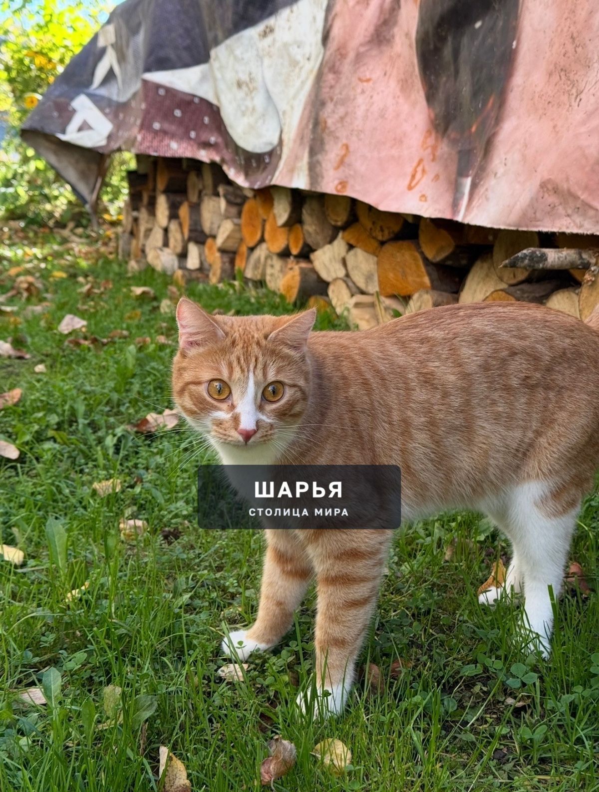 Не теряем надежды найти нашего Мотю — Шарья