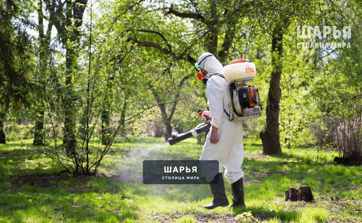 Шарьинские общественные территории продолжают обрабатывать от клещей — Шарья