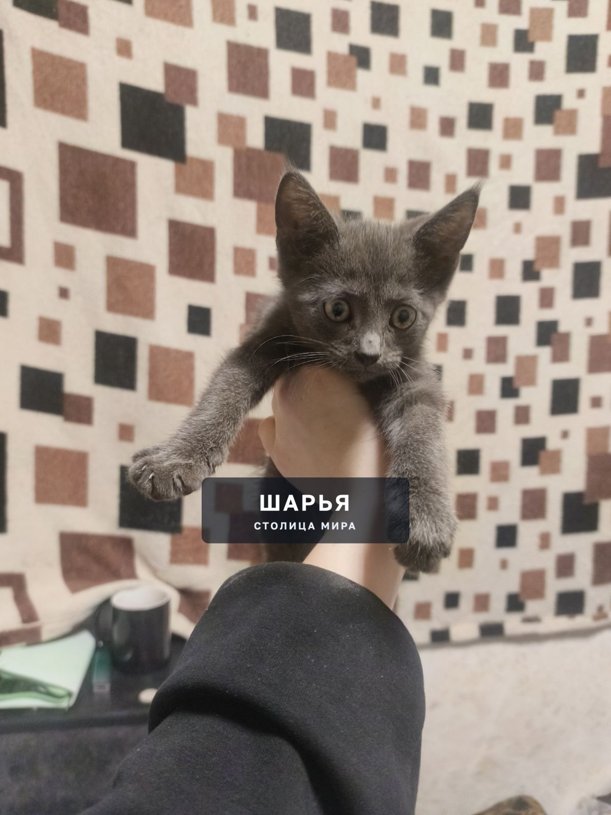 Чья потеряшка ?? Увязалась примерно в ленинском между загородной и Фурманова — Шарья